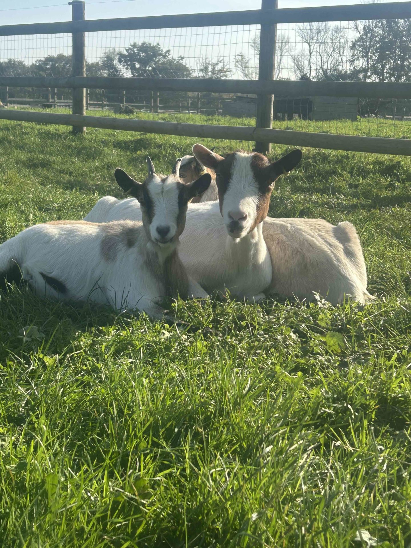 Chèvres naines dans une ferme pédagogique