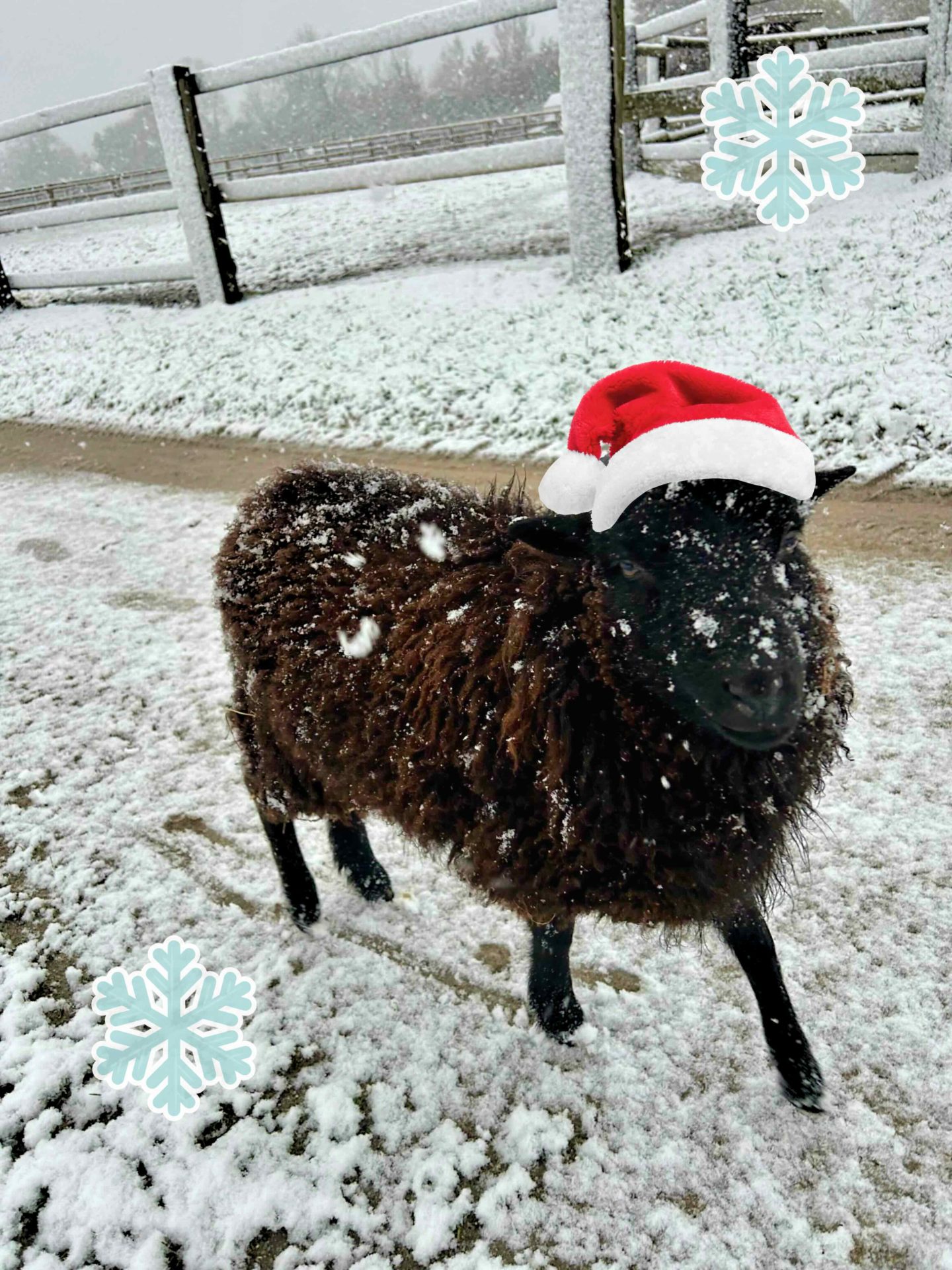 Mouton avec bonnet de père noel dans une ferme pédagogique