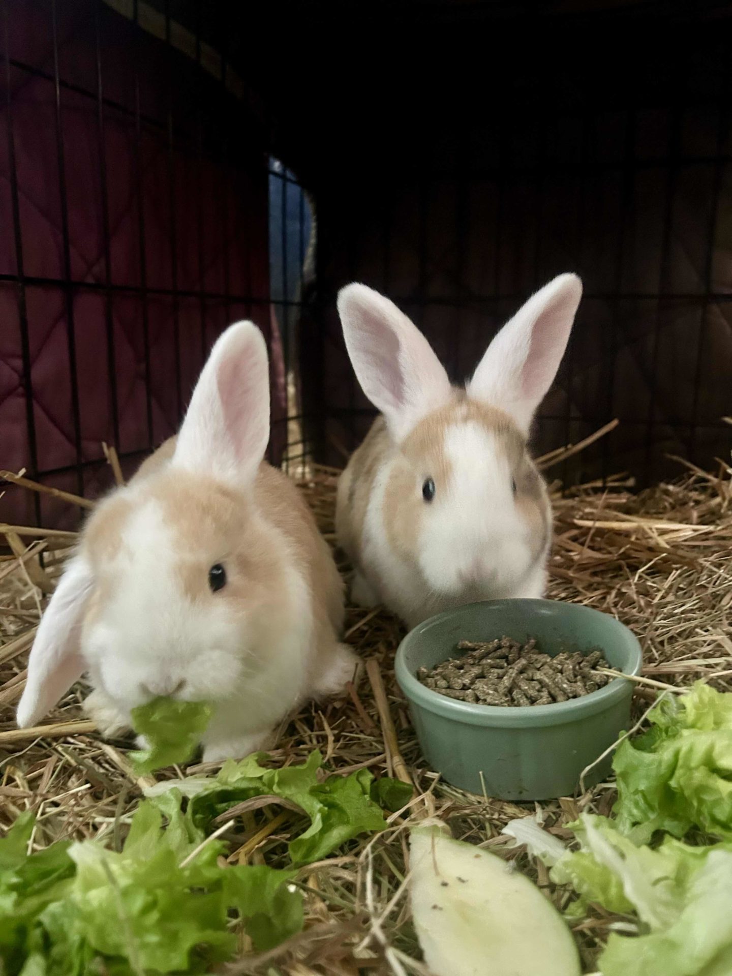 Lapins dans une ferme pédagogique